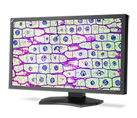 NEC Display Solutions RECEIVES FDA 510(K) CLEARANCE ON MD322C8 REVIEW MONITOR