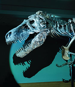 Sharp-NEC Projectors Bring a Dinosaur's World To Life In Chicago Natural History Museum
